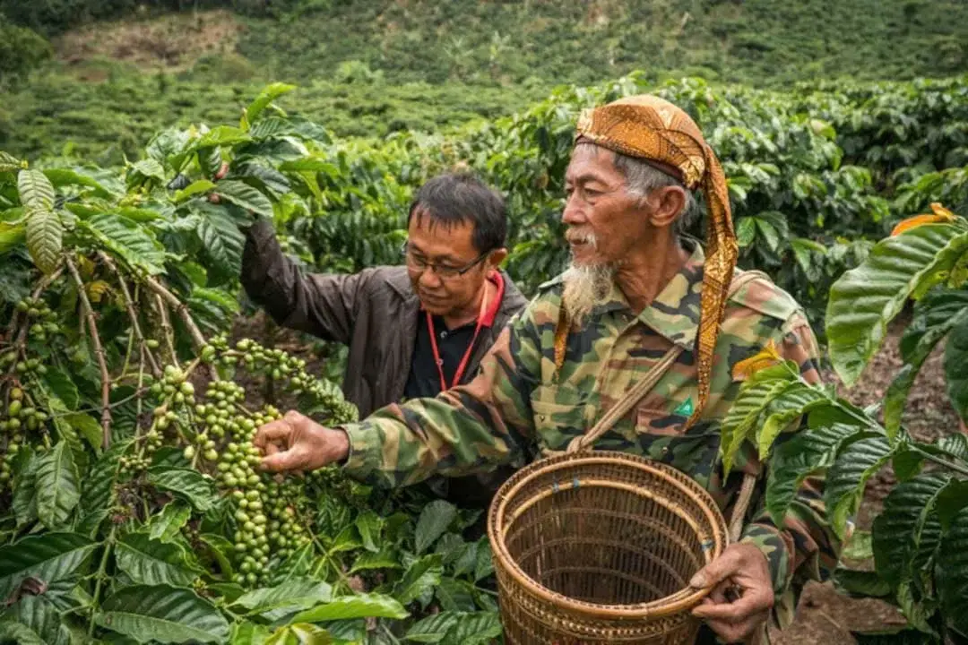 Bình dân hóa tiêu chuẩn ESG giúp nông hộ nhỏ tham gia chuỗi cung ứng